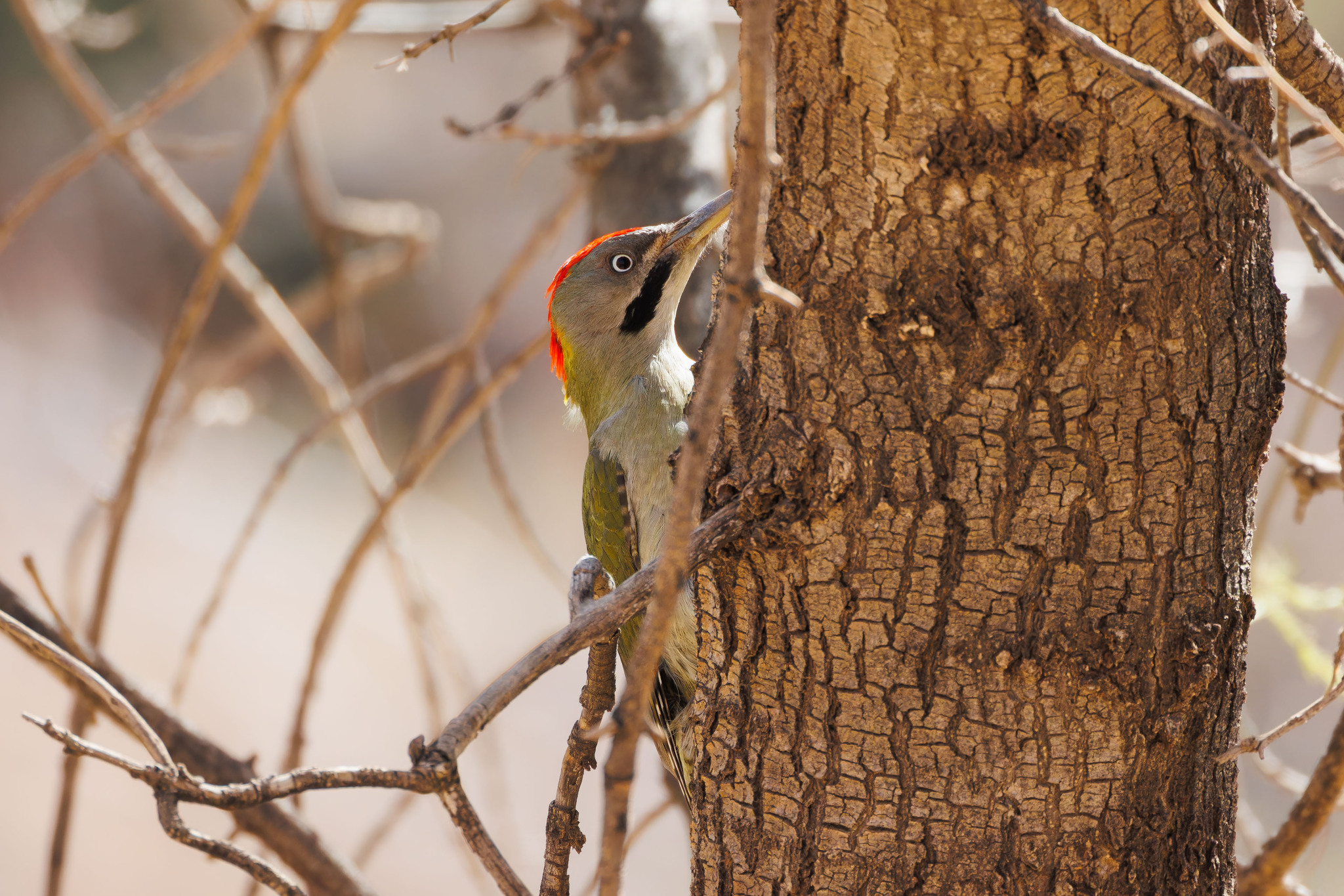 Levaillant's Woodpecker (Picus vaillantii), photo 5