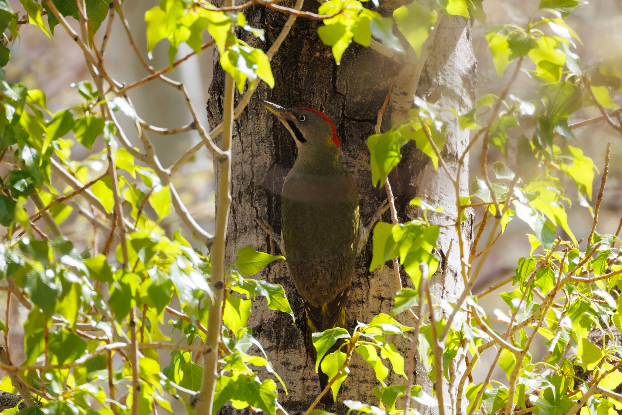 Levaillant's Woodpecker (Picus vaillantii), photo 4