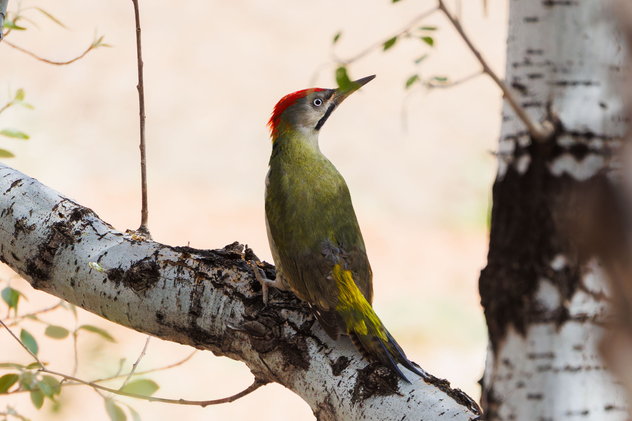 Levaillant's Woodpecker (Picus vaillantii), photo 3