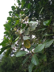 Ladenbergia oblongifolia