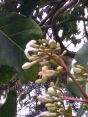 Ladenbergia oblongifolia