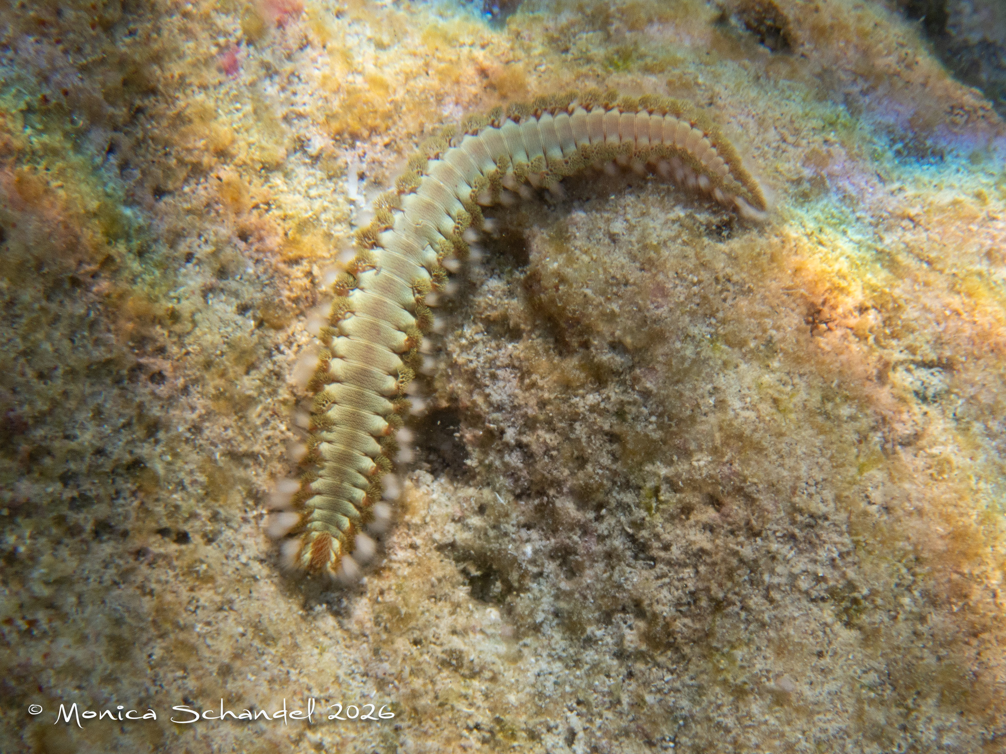 Hermodice carunculata (Pallas, 1766)