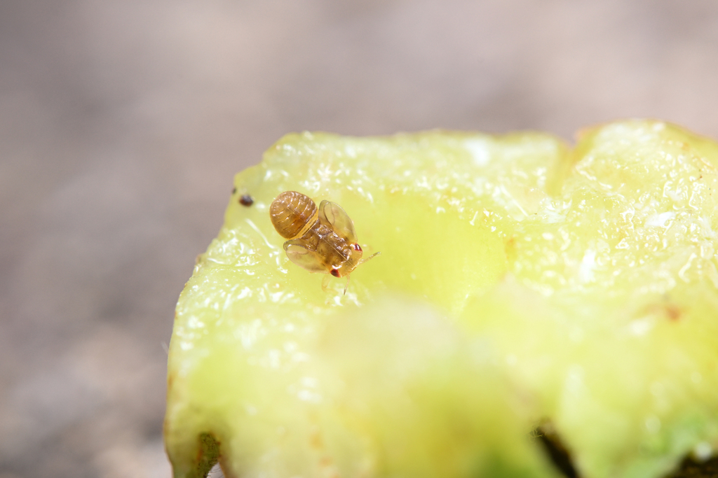 Trizodea Insect Triozidae from 中国广西壮族自治区防城港市防城区 on February 27, 2026 at 09:14 PM by ...