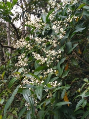 Miconia notabilis