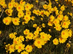 Leptosyne calliopsidea