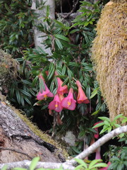 Philesia magellanica