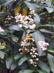 Miconia notabilis