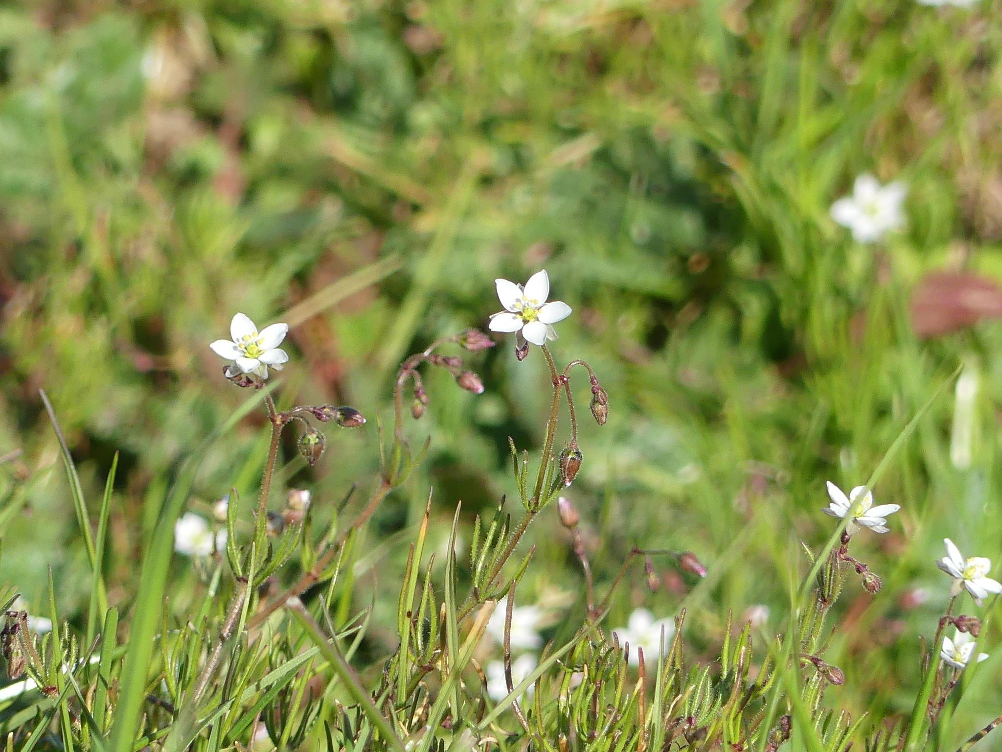 Spergula arvensis
