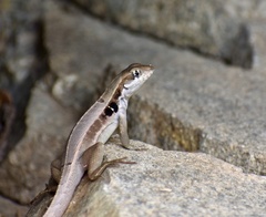 Leiocephalus macropus