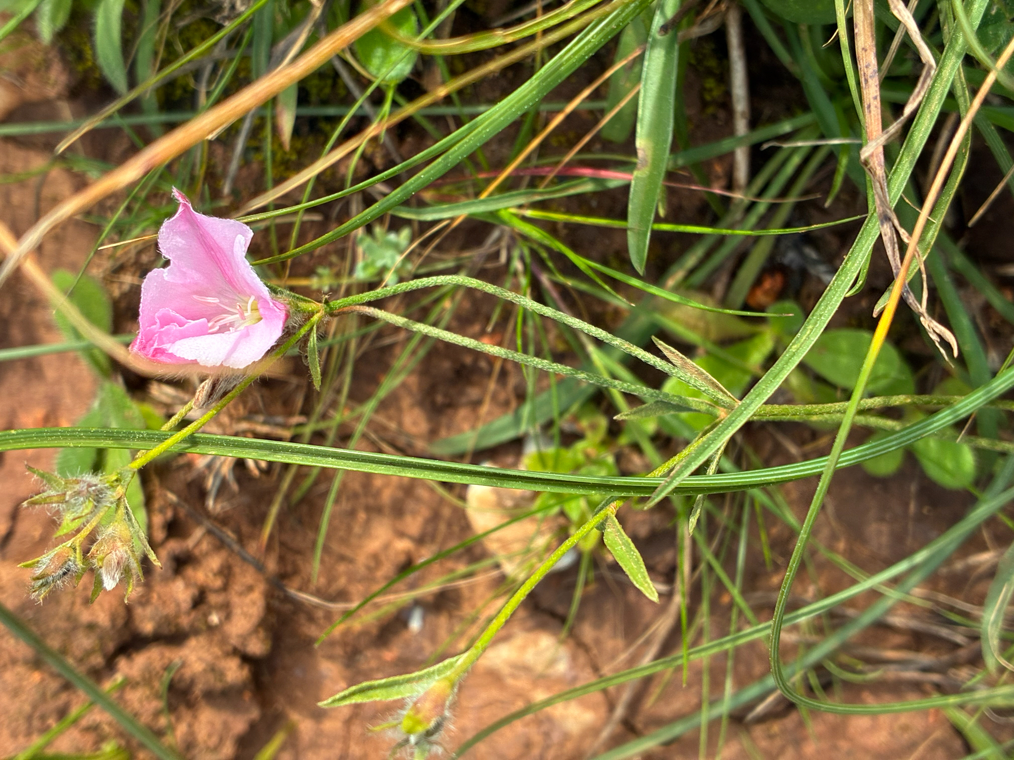Convolvulus Cantabrica (Convolvulus cantabrica)