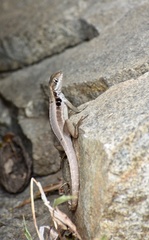 Leiocephalus macropus