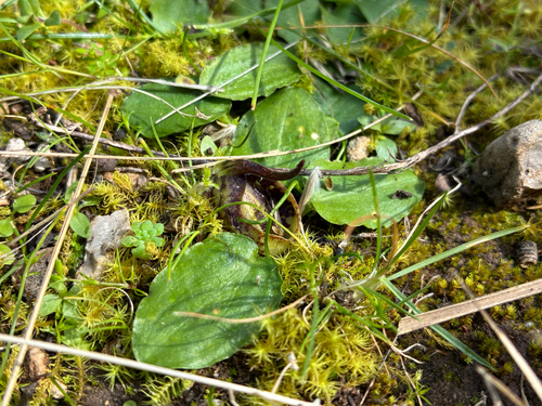 Ambrosinia (Ambrosina bassii)