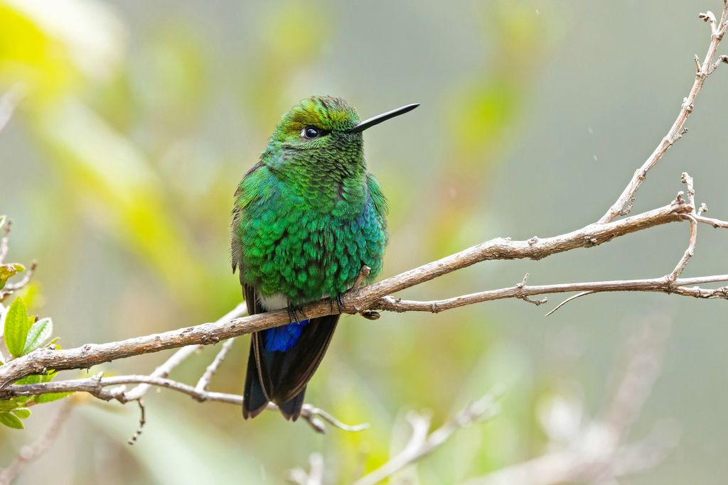 Sapphire-vented Puffleg (Coppery-naped)