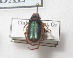 Dichelonyx canadensis