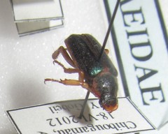 Dichelonyx canadensis