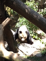 Ailuropoda melanoleuca