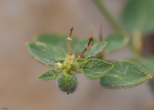 Euphorbia petiolata, 2025-10-28
