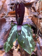 Trillium maculatum