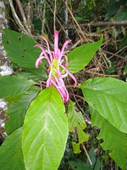 Justicia carnea