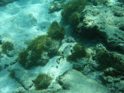 Lactophrys triqueter
