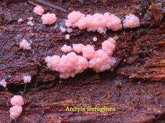 Arcyria ferruginea