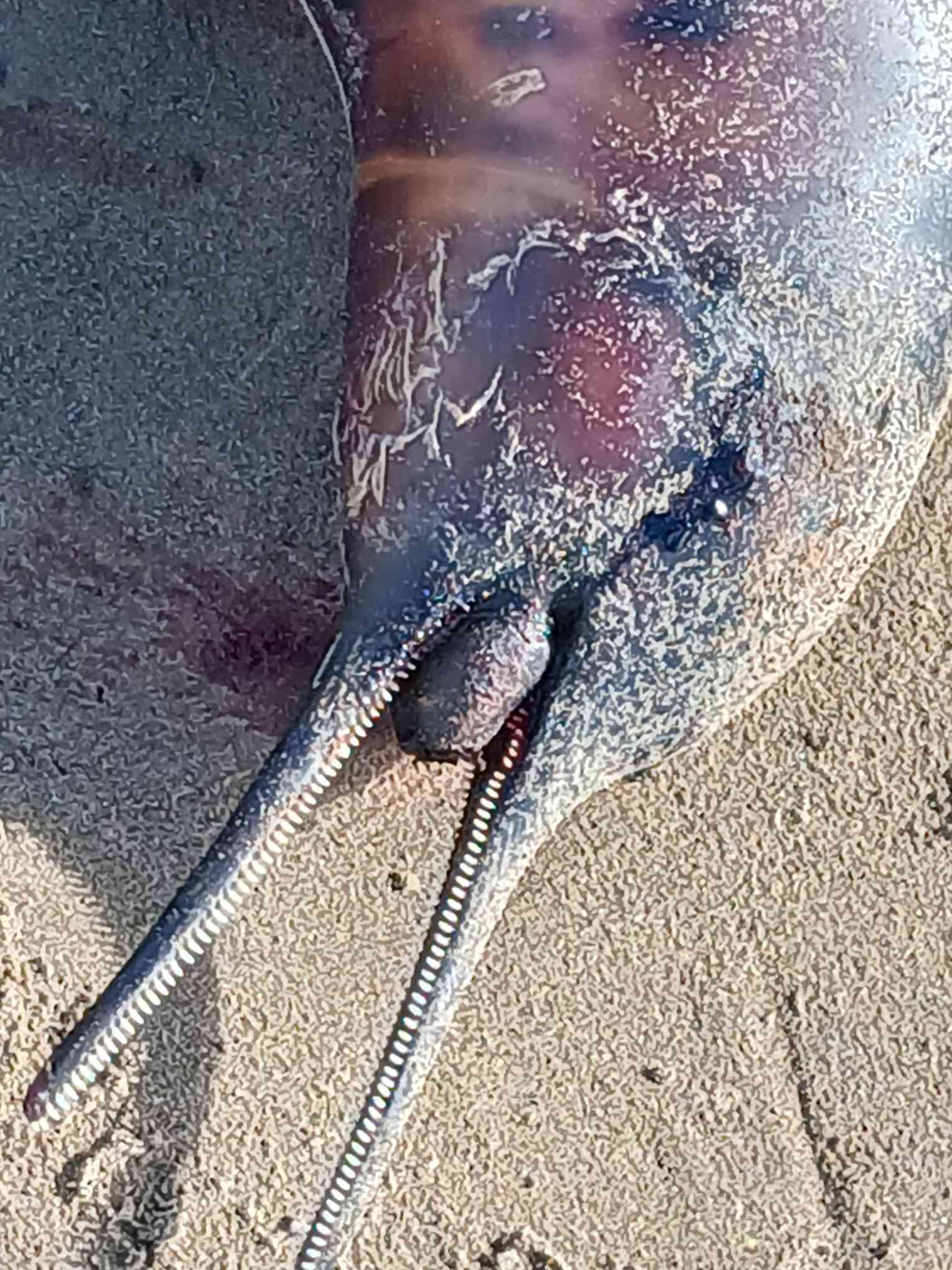 Pontoporia blainvillei