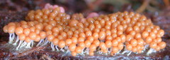 Arcyria ferruginea