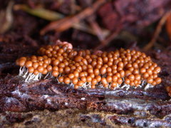 Arcyria ferruginea