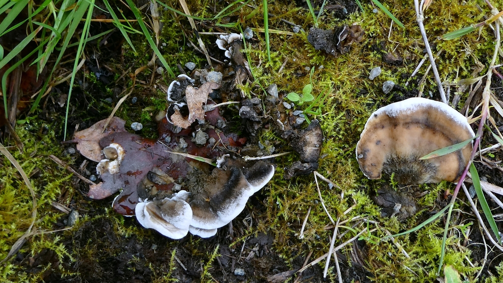 Bjerkandera adusta · March 2026 · photo: © patricklm35 (iNaturalist, cc0)