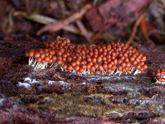 Arcyria ferruginea