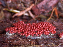 Arcyria ferruginea