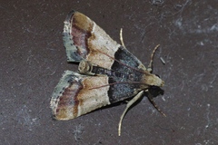 Pyralis pictalis
