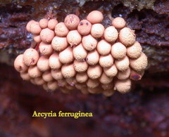 Arcyria ferruginea