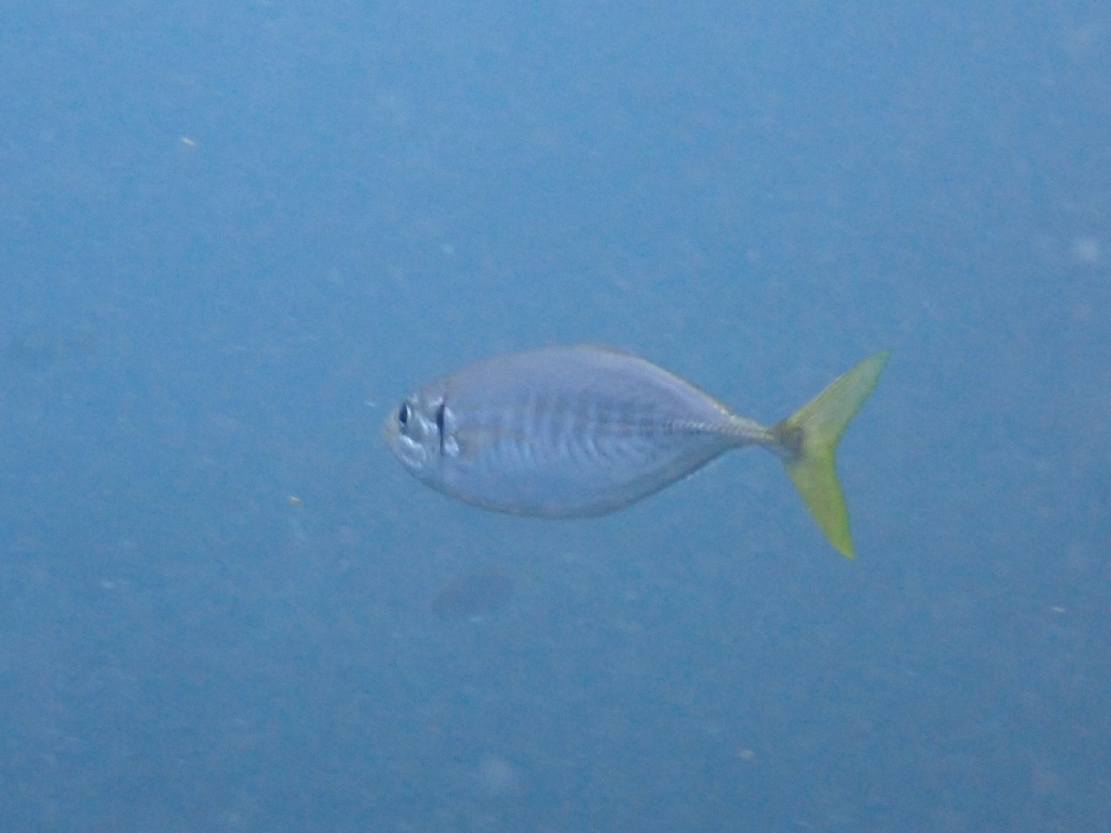 Yellowtail scad