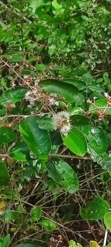 Miconia albicans