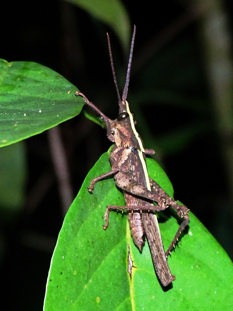 Procolpia inclarata