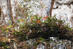 Guarianthe aurantiaca