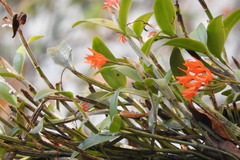 Guarianthe aurantiaca