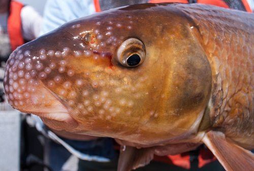Moxostoma carinatum