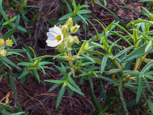 Avistamiento Estepa negra (Cistus monspeliensis)