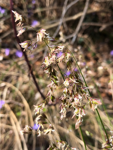 Anthoxanthum australe (Anthoxanthum australe)