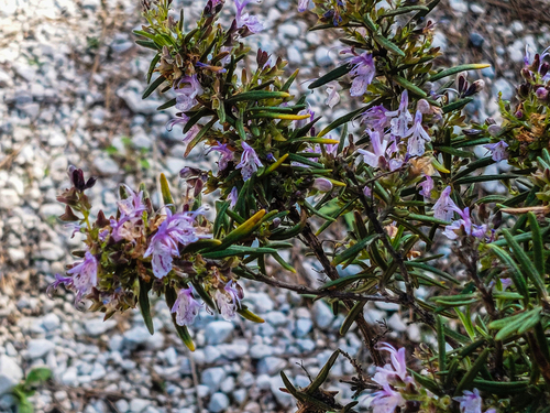 Avistamiento Salvia rosmarinus