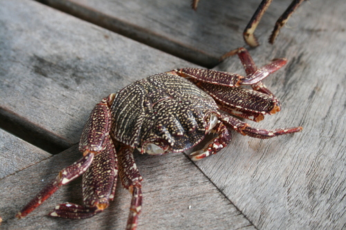 Thin-shelled Rock Crab, photo 3 of 9