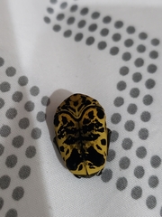 Gymnetis sallei