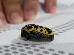 Gymnetis sallei