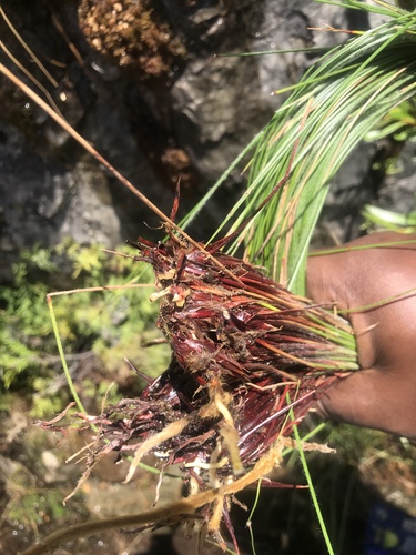 Downy Veldrush (Schoenus crinitus)