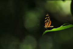 Mechanitis polymnia lycidice