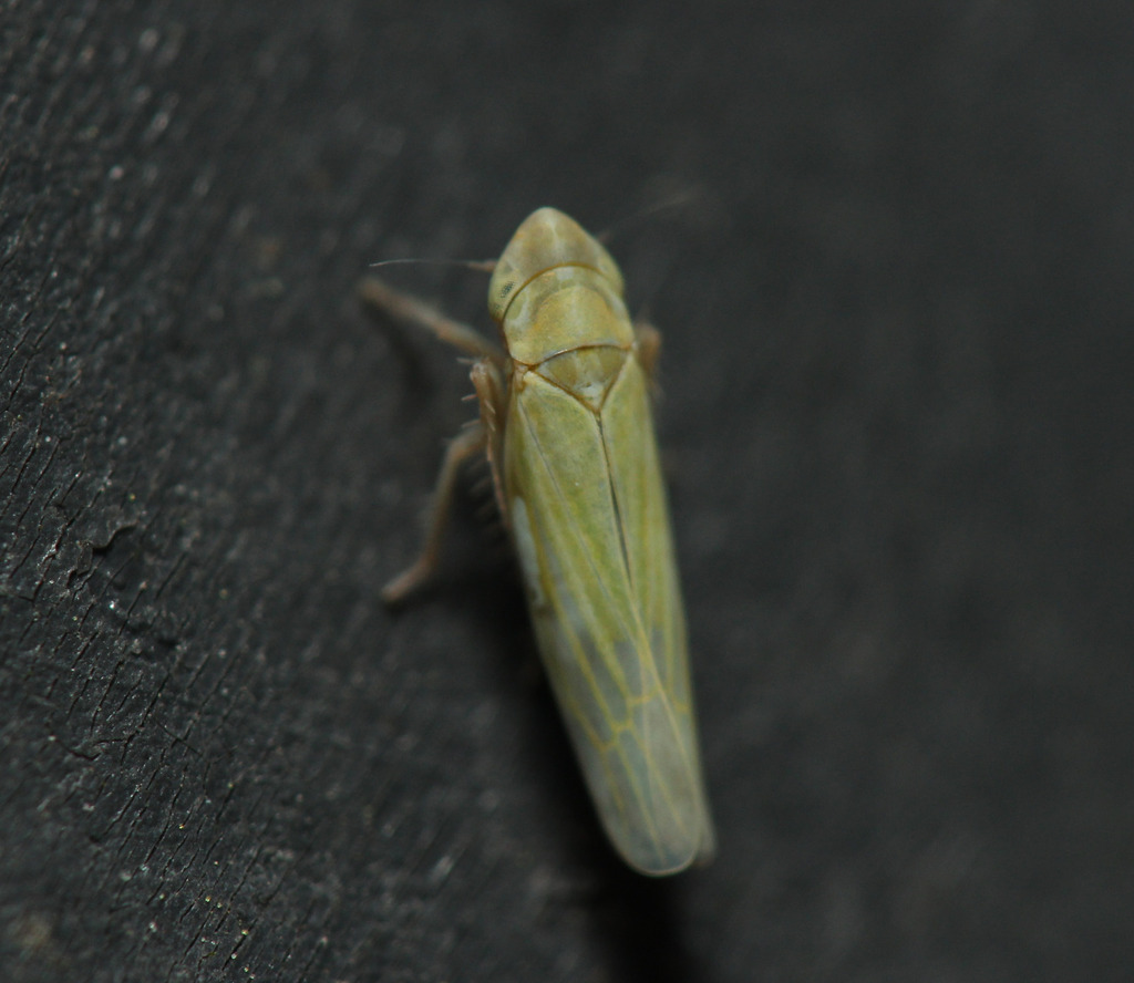 Dikraneura variata