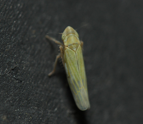 Dikraneura variata