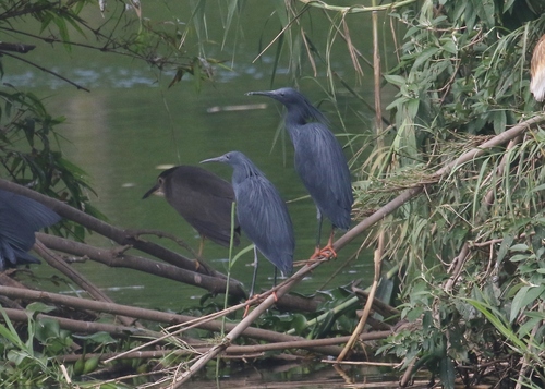 iNaturalist: (c) James Bailey, some rights reserved (CC BY-NC), uploaded by James Bailey iNaturalist image